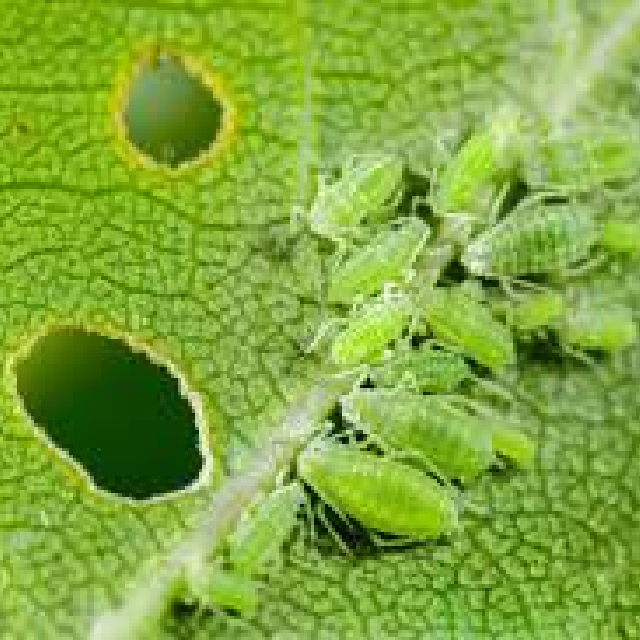 Aphids