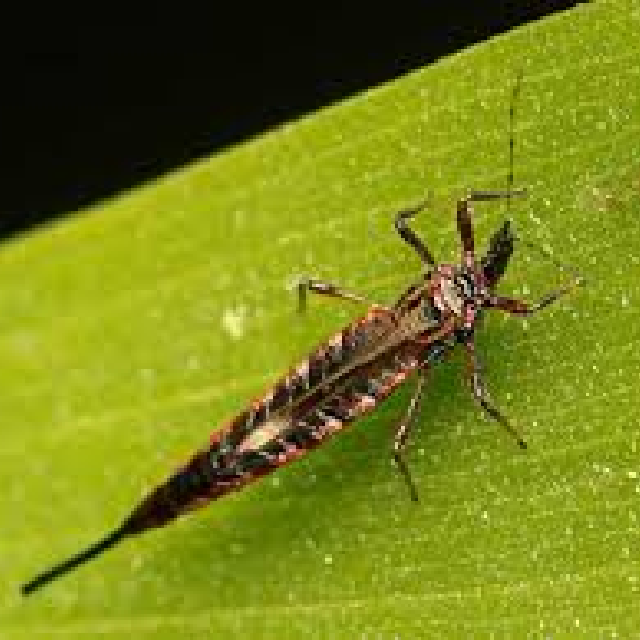 Thrips