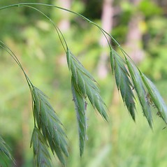 Kalm grass 