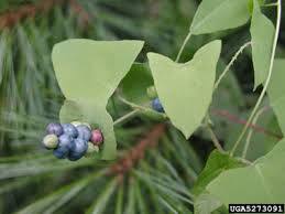 Polygonum perfoliatum