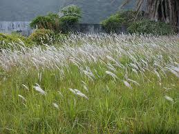 Imperata cylindrica 