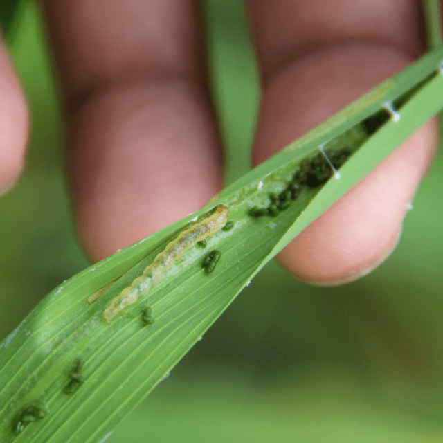 Leaf Folder