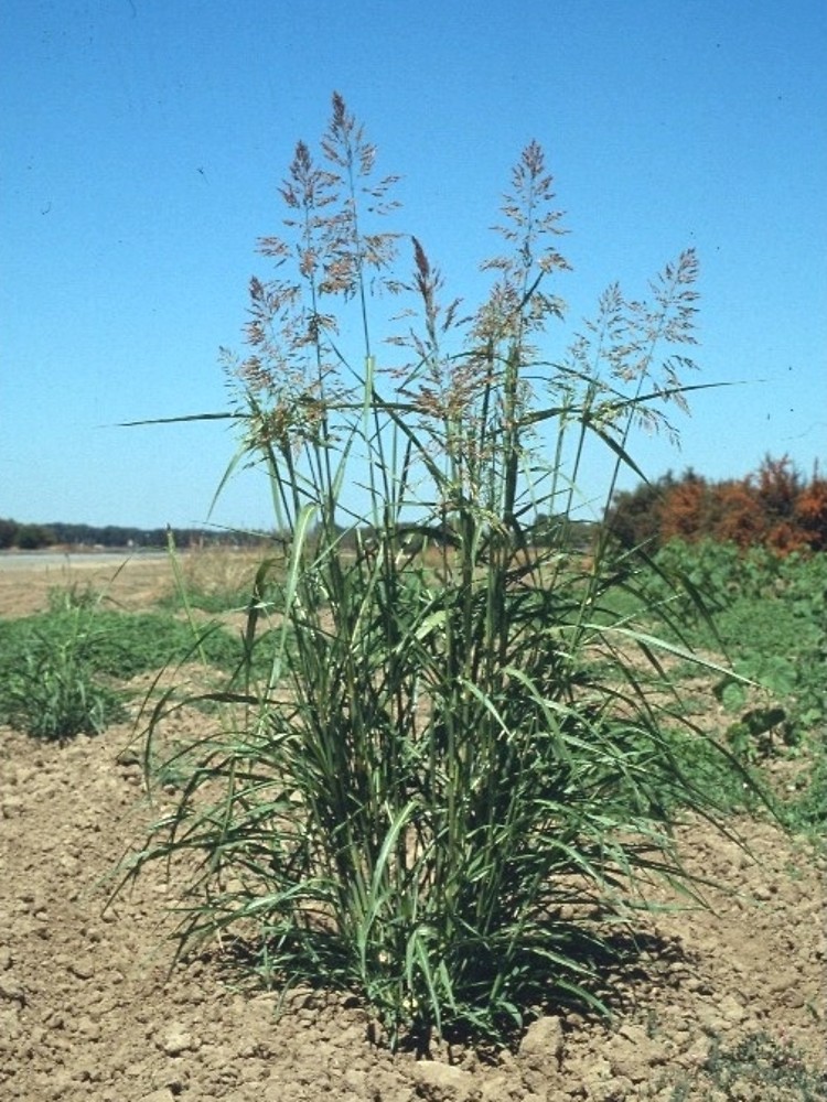 Sorghum halepense 