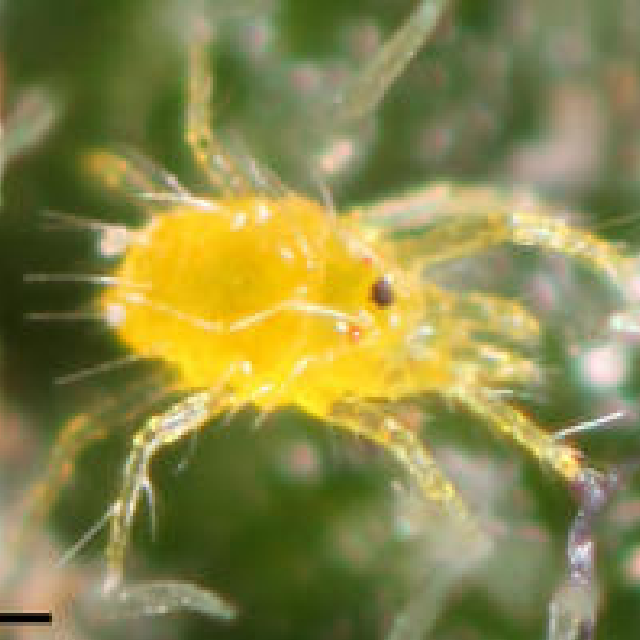 Yellow Mites